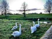 6th Jan 2025 - Early evening walk with the kids 