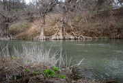 6th Jan 2025 - Cypress Roots on the Guadalupe River