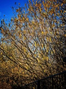 7th Jan 2025 - Spring?
