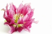 6th Jan 2025 - Hellebore