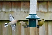 6th Jan 2025 - Get Off !!!!