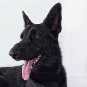 6th Jan 2025 - Black German Shepherd 
