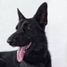 Black German Shepherd  by salza