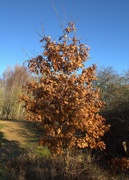 6th Jan 2025 - Oak tree in the sun