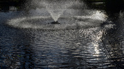 3rd Jan 2025 - No ducks today