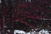 5th Jan 2025 - Red Vines