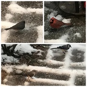 7th Jan 2025 - Feed the Birds