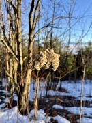 7th Jan 2025 - Wild seeds. 