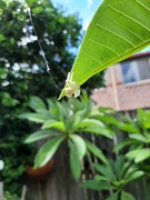 7th Jan 2025 - Tiny White Crab Spider 