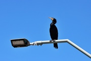 7th Jan 2025 - Cormorant on a lightpost