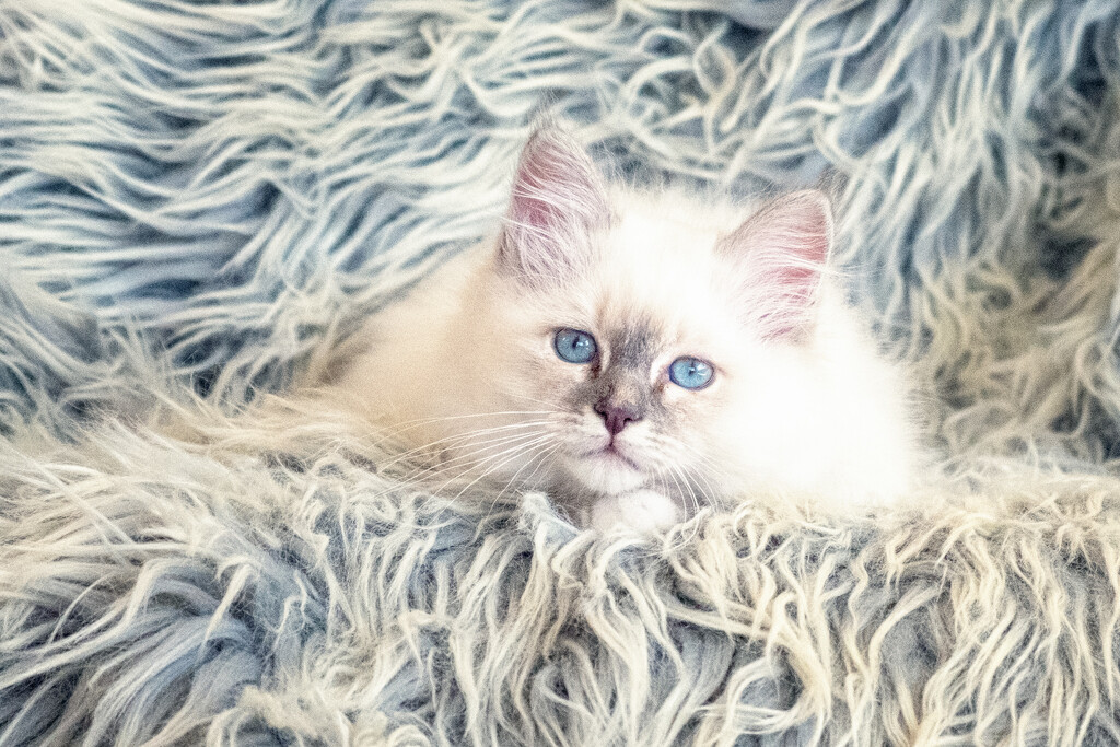 Floof by helenw2