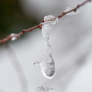 6th Jan 2025 - Ice