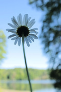 7th Jan 2025 - Why Not a Daisy?