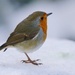 WINTER ROBIN by markp