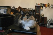 7th Jan 2025 - The Lady Luna.......