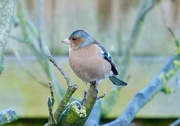 7th Jan 2025 - Chaffinch