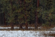 6th Jan 2025 - Pine Trees, All In A Row...