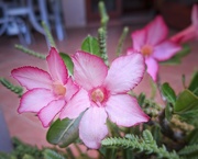 7th Jan 2025 - Impala Lily (Adenium) 