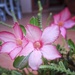 Impala Lily (Adenium)  by salza