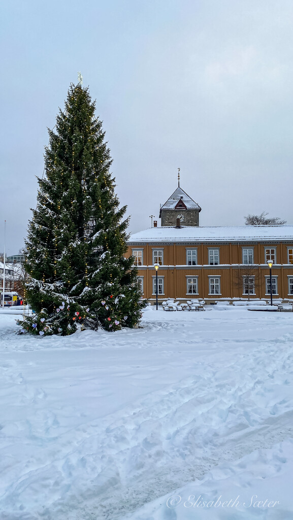 The Christmas tree on the square by elisasaeter