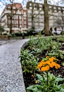 7th Jan 2025 - Lone survivor