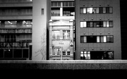 7th Jan 2025 - tea surviving amongst the newbuild (7th jan 2020)