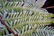 7th Jan 2025 - Frost