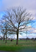 7th Jan 2025 - Tree Line