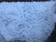 8th Jan 2025 - Bird Code