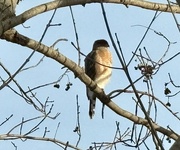 7th Jan 2025 - Coopers hawk