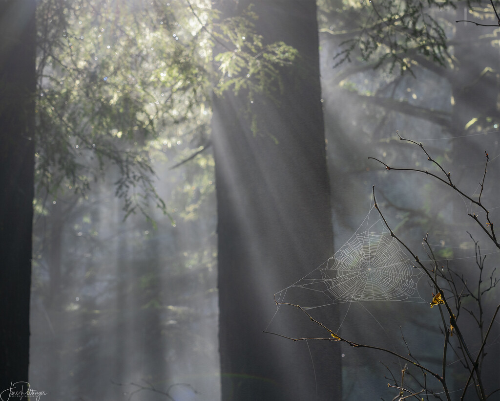 Rays and Web by jgpittenger