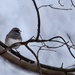 Dark-eyed Junco by corinnec