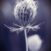 Never Alone by juliedduncan
