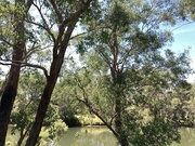 8th Jan 2025 - Pinjarra