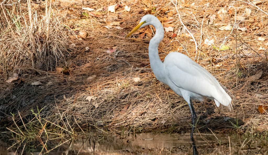 One More of the Egret From the Other Day! by rickster549