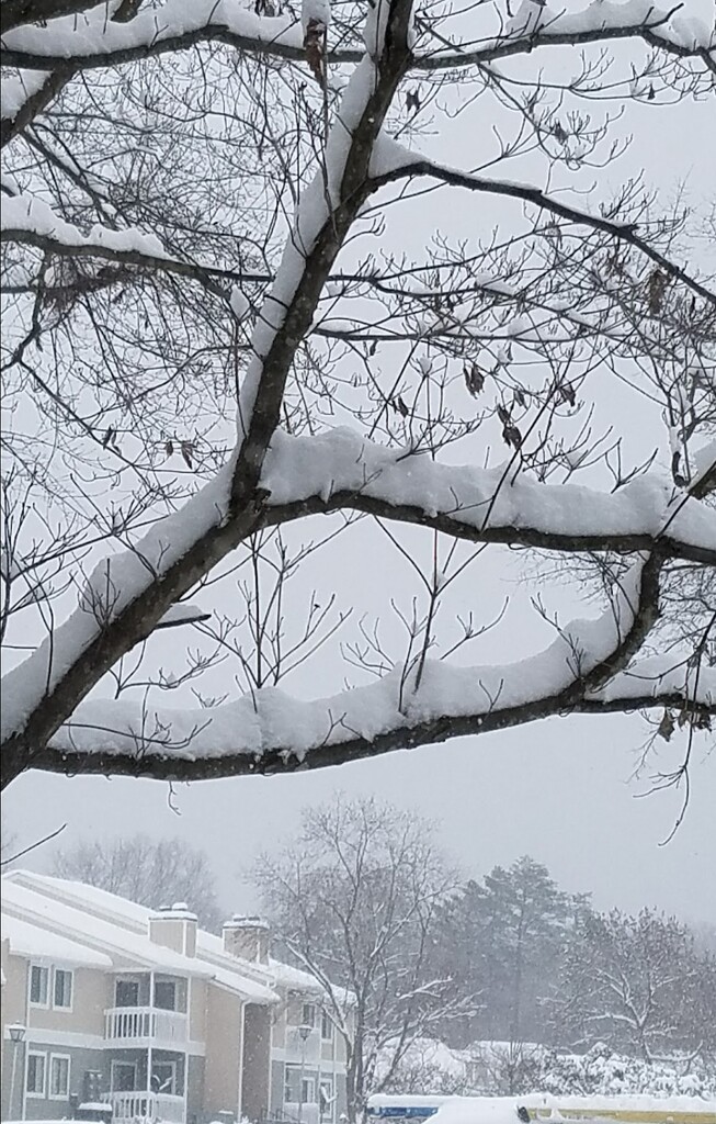 Snowy day in North Carolina  by 365projectorglilysmom