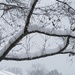 Snowy day in North Carolina 