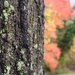 Beautiful fall day in North Carolina.
