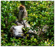8th Jan 2025 - Spider Monkey's..