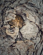 7th Jan 2025 - Bark