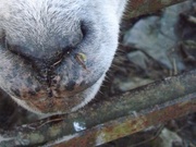 6th Jan 2025 - Nosey