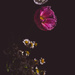 Comos II by nannasgotitgoingon