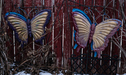 7th Jan 2025 - Butterflies in winter