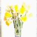 Daffodils  by wakelys