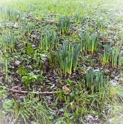 9th Jan 2025 - Spring Promise