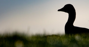 8th Jan 2025 - Keeping Watch