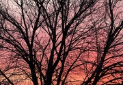 8th Jan 2025 - Dawn...
