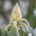 Frozen rhododendron bud by helstor365