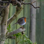 7th Jan 2025 - Robin Redbreast