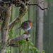 Robin Redbreast by yorkshirekiwi